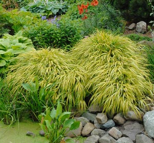 Japanese Grass 'All gold' - Hakonechloa macra 'All gold'