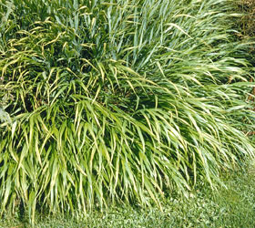 Japanese Grass - Hakonechloa macra