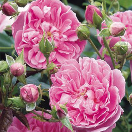 Harlow Carr Rose (Aushouse)