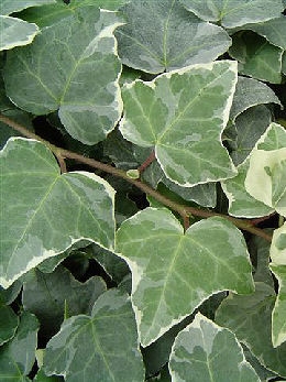 Ivy 'Glacier' - Hedera helix 'Glacier'