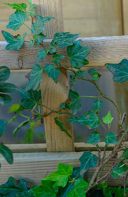 Ivy 'Green ripple' - Hedera helix 'Green Ripple'