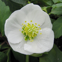 Rose de No�l - Helleborus niger - Fleur