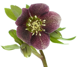 Lenten Rose 'Red Hybrids' - Helleborus orientalis 'Red Hybrids'