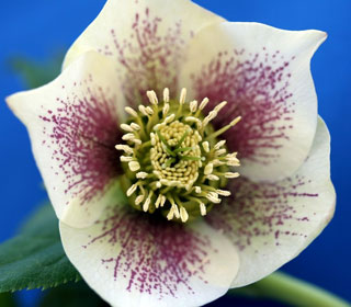 Lenten Rose 'White lady spotted' - Helleborus orientalis 'White lady spotted'