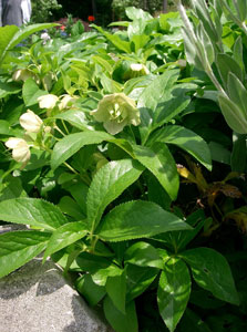 Lenten Rose - Helleborus orientalis
