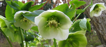 Lenten Rose - Helleborus orientalis - Flower