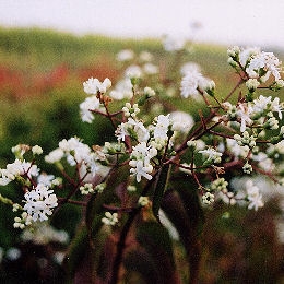 Seven Son Tree - Heptacodium jasminoïdes - heptacodium miconioides