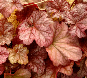 Alum root 'Berry smoothie' - Heuchera 'Berry smoothie'