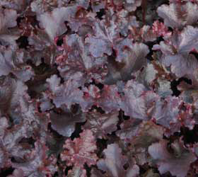 Alum root 'Black beauty' - Heuchera 'Black beauty'