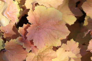 Alum root 'Caramel' - Heuchera 'Caramel'
