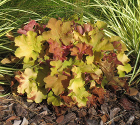 Alum root 'Caramel' - Heuchera 'Caramel'