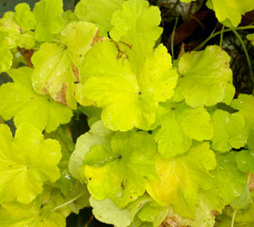 Alum root 'Citronnelle' - Heuchera 'Citronnelle'