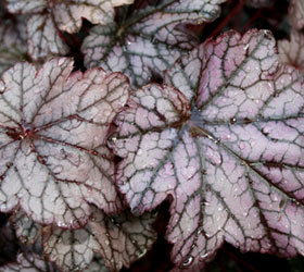 Alum root 'Guardian Angel' - Heuchera 'Guardian Angel'