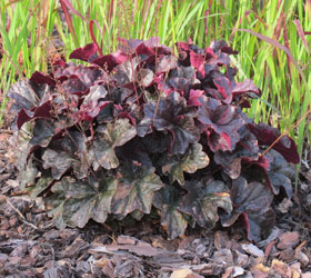 Alum root 'Midnight rose' - Heuchera 'Midnight rose'