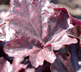 Alum root 'Midnight rose' - Heuchera 'Midnight rose'