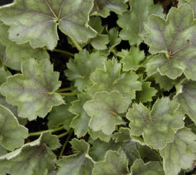 Alum root 'Pluie de feu' - Heuchera 'Pluie de feu'