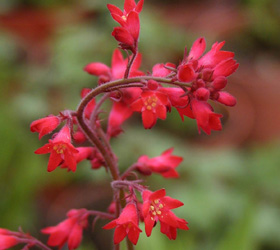 Alum root 'Pluie de feu' - Heuchera 'Pluie de feu'