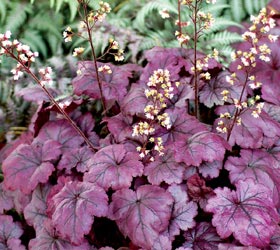 Alum root 'Plum royale' - Heuchera 'Plum royale'