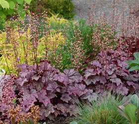 Alum root 'Plum royale' - Heuchera 'Plum royale'