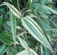 Thamnocalamus tesselatus - Bamboo moyen au feuillage panache