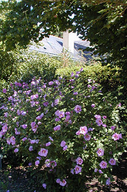 Hibiscus - Rose of Sharon- Hibiscus syriacus - Althea frutex