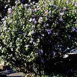 Hibiscus - Rose of Sharon- Hibiscus syriacus - Althea frutex