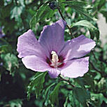 Hibiscus - Rose of Sharon- Hibiscus syriacus - Althea frutex