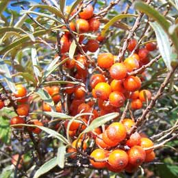 Sea buckthorn