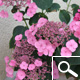 Hortensia 'Mousm�e' - Hydrangea macrophylla 'Mousm�e'
