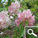 Vanilla Strawberry&reg; Panicle Hydrangea - Hydrangea paniculata 'Vanille Fraise&reg;'