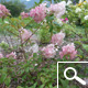 Vanilla Strawberry&reg; Panicle Hydrangea - Hydrangea paniculata 'Vanille Fraise&reg;'