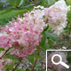 Vanilla Strawberry&reg; Panicle Hydrangea - Hydrangea paniculata 'Vanille Fraise&reg;'