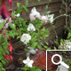 Vanilla Strawberry&reg; Panicle Hydrangea - Hydrangea paniculata 'Vanille Fraise&reg;'