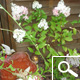 Vanilla Strawberry&reg; Panicle Hydrangea - Hydrangea paniculata 'Vanille Fraise&reg;'