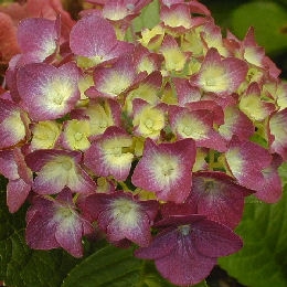 Leuchtfeuer Hydrangea
