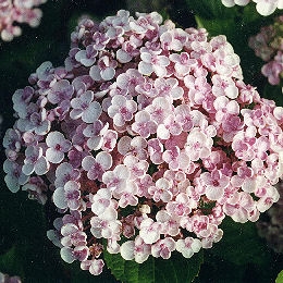 Ayesha Hydrangea