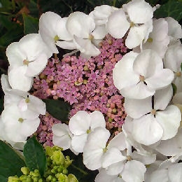Libelle Hydrangea - Hydrangea macrophylla 'Libelle'