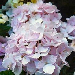 Marie Claire Hydrangea - Hydrangea macrophylla 'Marie Claire'