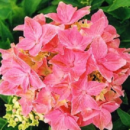 Tovelit Hydrangea - Hydrangea macrophylla 'Tovelit'
