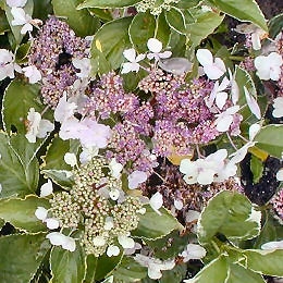 Tricolor Hydrangea - Hydrangea macrophylla 'Tricolor'