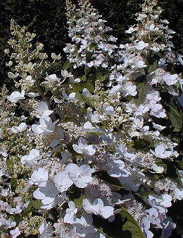 Tardiva Panicle Hydrangea - Hydrangea paniculata 'Tardiva'