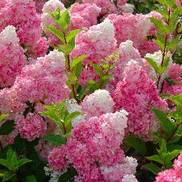 Vanilla Strawberry&reg; Panicle Hydrangea - Hydrangea paniculata 'Vanille Fraise&reg;'