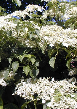 Climbing Hydrangea