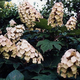 Oak Leaved Hydrangea - Hydrangea quercifolia