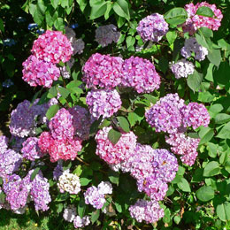 Hortensia serrata 'Preziosa' - Hydrangea macrophylla serrata 'Preziosa'