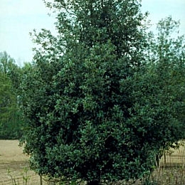 Common Holly - Ilex aquifolium