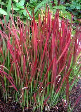 Cogon Grass - Imperata cylindrica 'Red Baron'