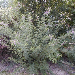 Himalayan Indigo - Indigofera heterantha - indigofera gerardiana