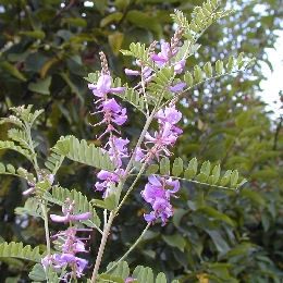 Himalayan Indigo - Indigofera heterantha - indigofera gerardiana