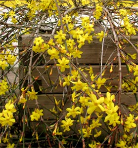 Winter Jasmine or Hardy Jasmine - Jasminum nudiflorum